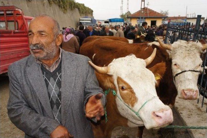 (özel Haber) Canlı Hayvan Pazarında ‘denetim’ Krizi G1