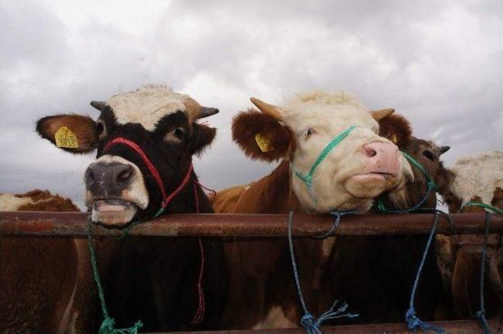 (özel Haber) Canlı Hayvan Pazarında ‘denetim’ Krizi G4