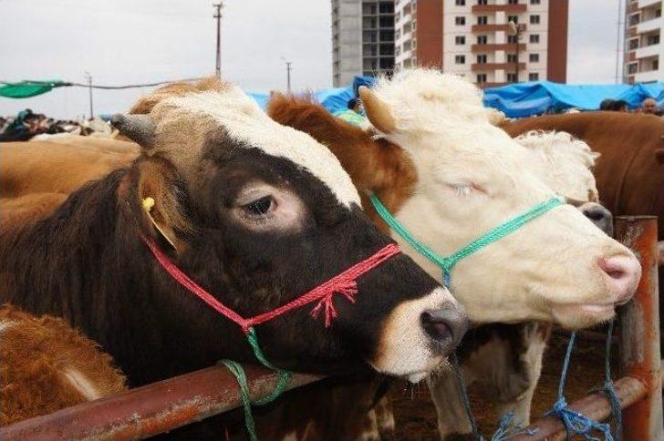 (özel Haber) Canlı Hayvan Pazarında ‘denetim’ Krizi G5