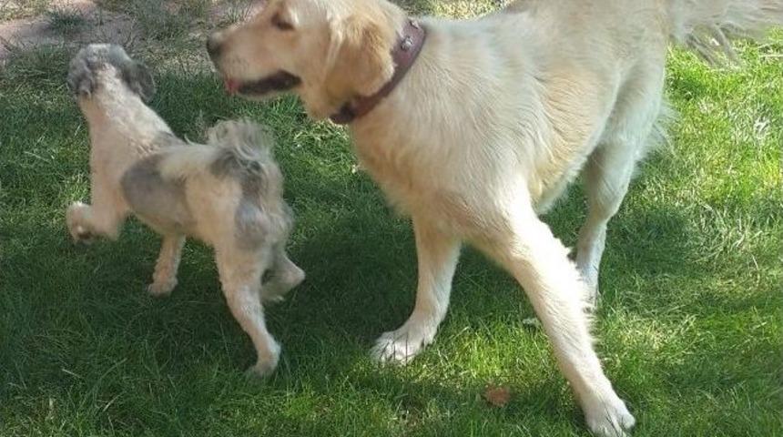 İki K&ouml;peğin Dostluğu G&ouml;renleri Şaşkına &Ccedil;eviriyor