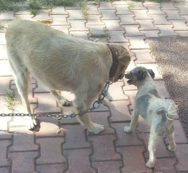 İki Köpeğin Dostluğu Görenleri Şaşkına Çeviriyor