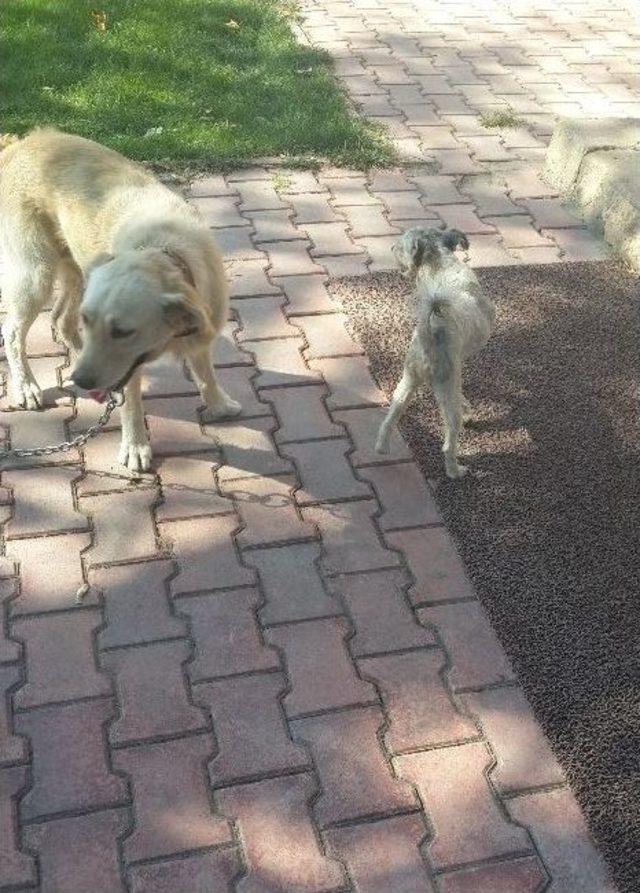 İki Köpeğin Dostluğu Görenleri Şaşkına Çeviriyor