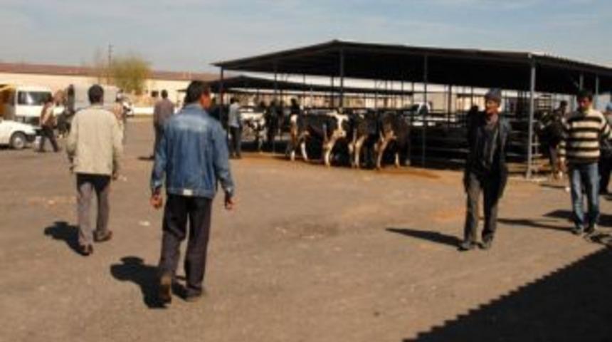 Karaman&rsquo;da Kurban Satış Ve Kesim Yerleri Belirlendi