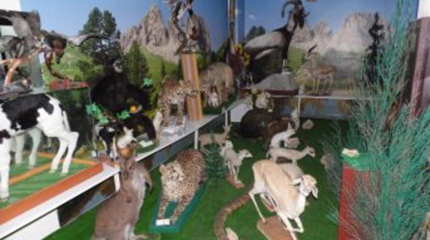 Bu Hayvanlar Zarar Vermiyor!