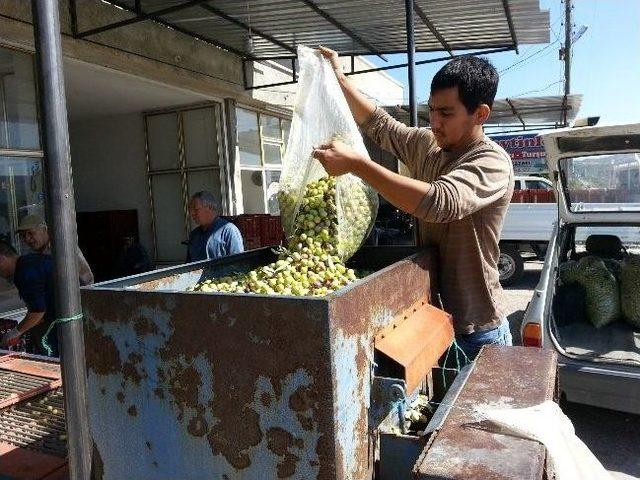 Zeytin, &Uuml;reticinin Y&uuml;z&uuml;n&uuml; G&uuml;ld&uuml;rd&uuml; 1