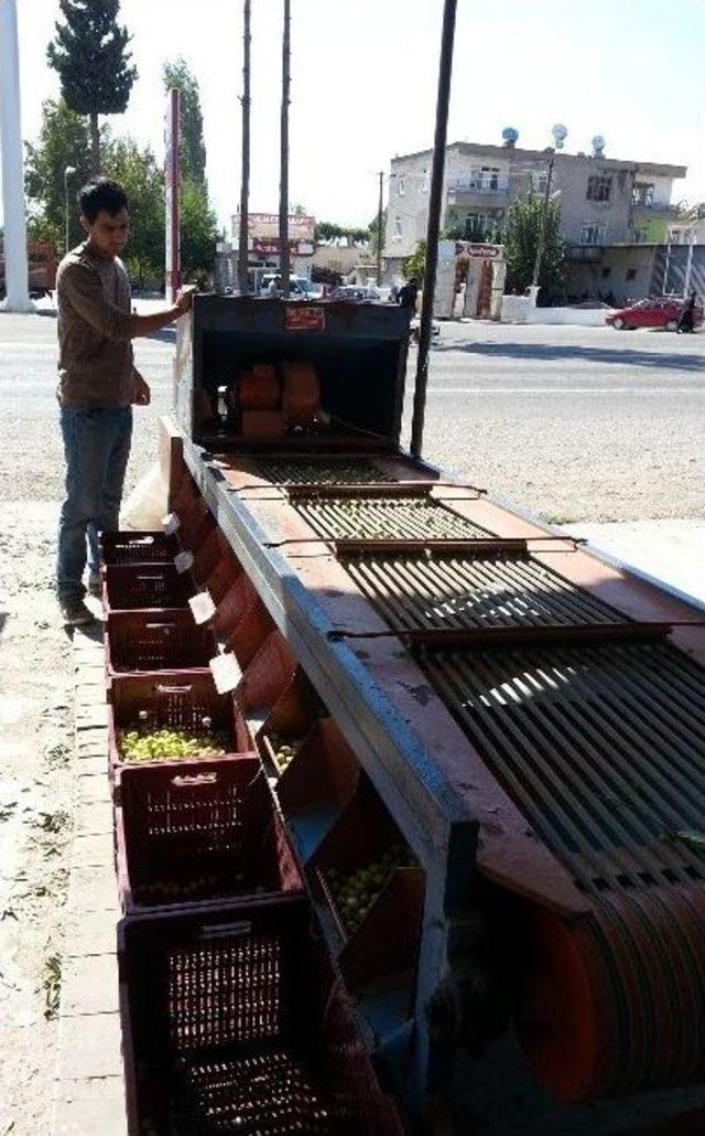 Zeytin, &Uuml;reticinin Y&uuml;z&uuml;n&uuml; G&uuml;ld&uuml;rd&uuml; 2