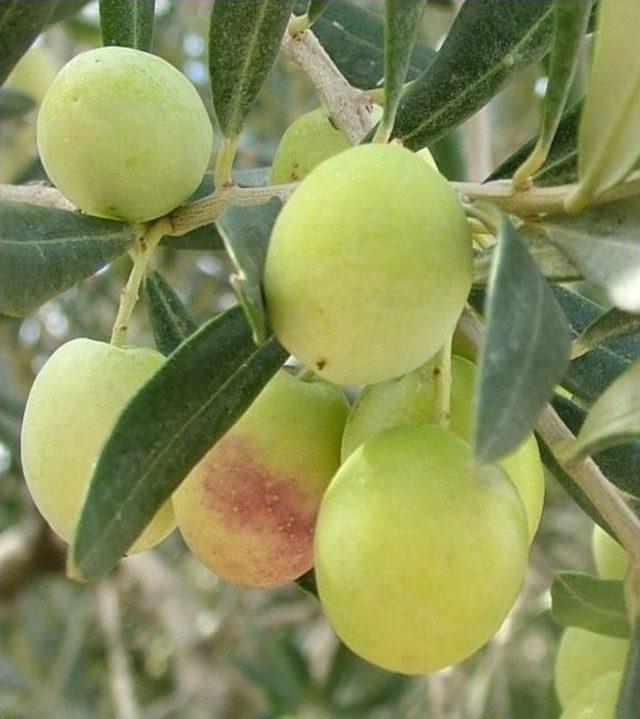 Zeytin, &Uuml;reticinin Y&uuml;z&uuml;n&uuml; G&uuml;ld&uuml;rd&uuml; 3