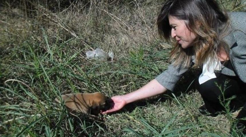 Mhp&rsquo;li Kadınlar Hayvan Barınaklarını Ziyaret Etti