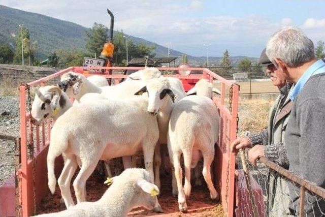 Honaz’da Kurban Pazarı Hareketlenmeye Başladı