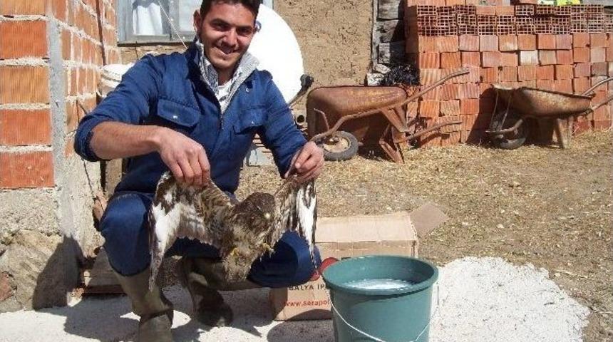 Yaralı Doğan&rsquo;a Avcılar Sahip &Ccedil;ıktı