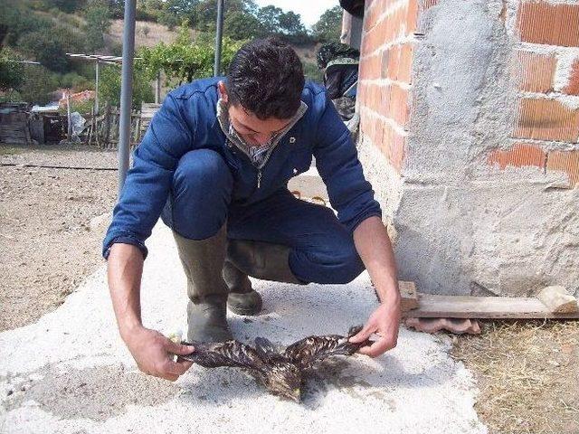 Yaralı Doğan&rsquo;a Avcılar Sahip &Ccedil;ıktı 1