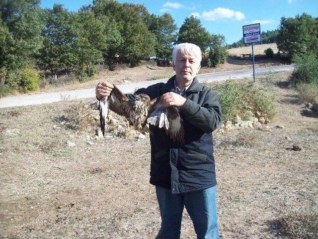 Yaralı Doğan&rsquo;a Avcılar Sahip &Ccedil;ıktı 2