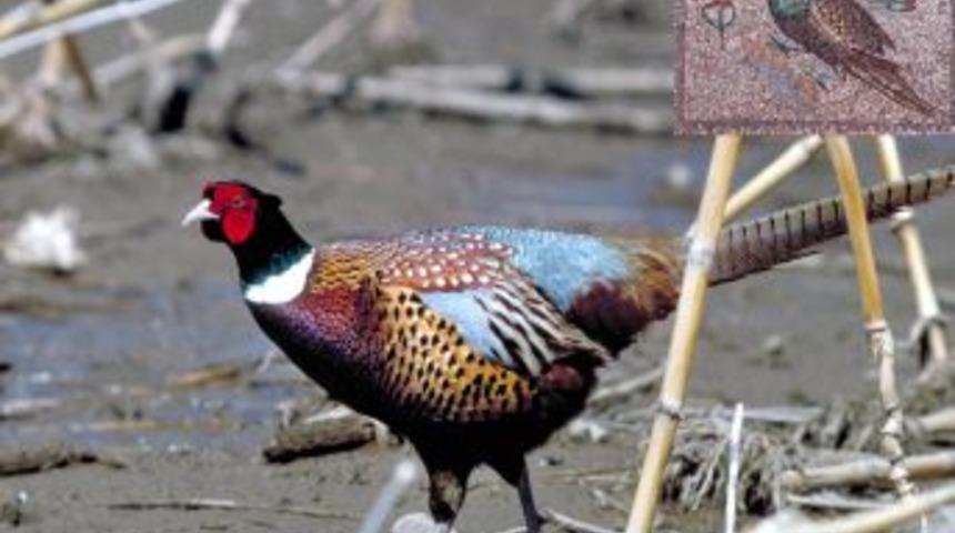 S&uuml;l&uuml;nler 2 Bin Yıl Sonra G&ouml;lbaşı G&ouml;lleri Tabiat Parkı&rsquo;nda