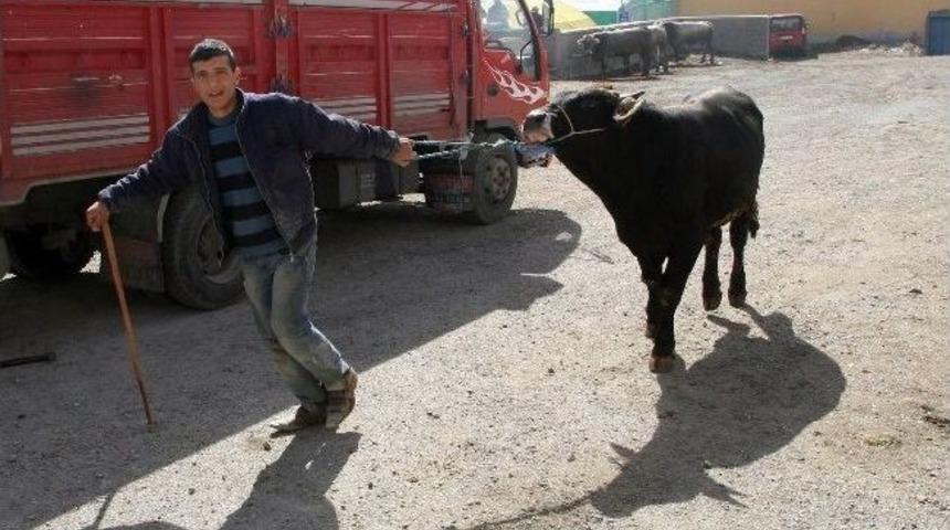 Kurban Bayramı Yaklaşıyor, Pazarlıklar Artıyor