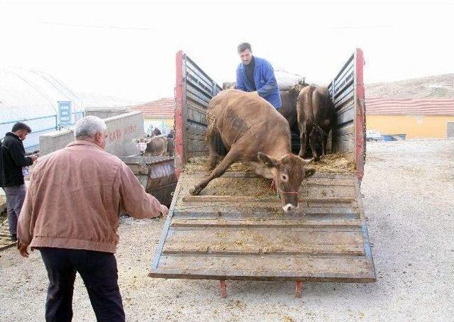 Kurban Bayramı Yaklaşıyor, Pazarlıklar Artıyor