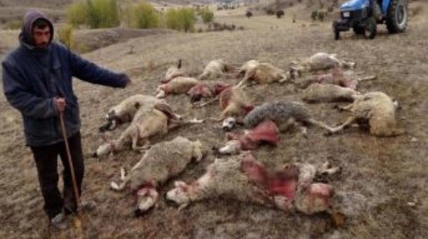 Kurtlar 25 Koyunu Parçaladı