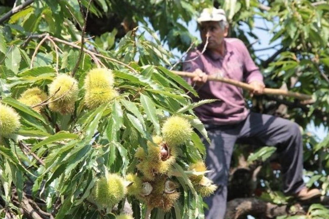 Kestane &Uuml;reticisinin Hırsızla İmtihanı