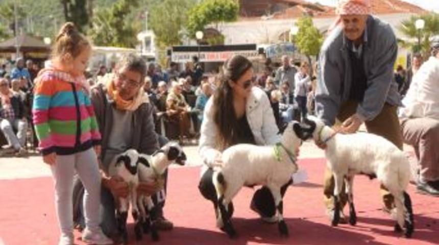 Sakız Koyunları Podyuma &Ccedil;ıktı