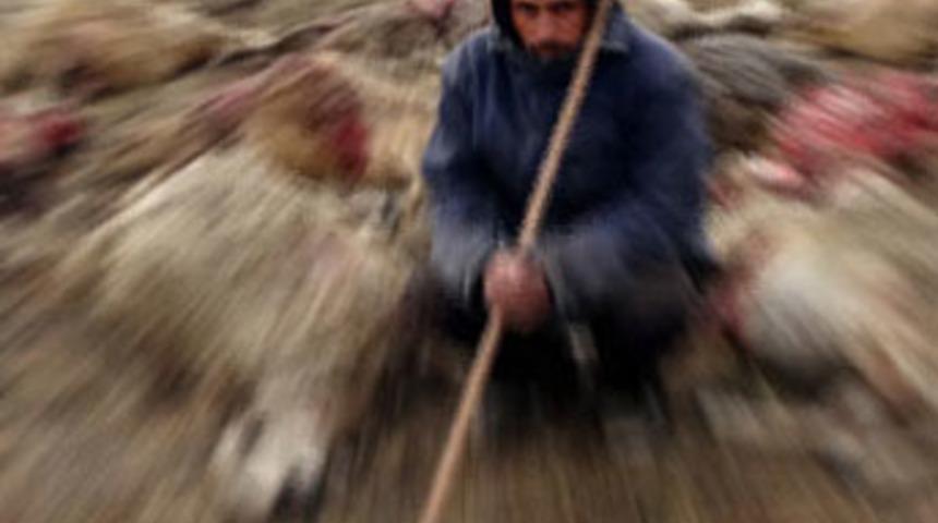 Krediyle aldığı s&uuml;r&uuml;y&uuml; kurtlar par&ccedil;aladı