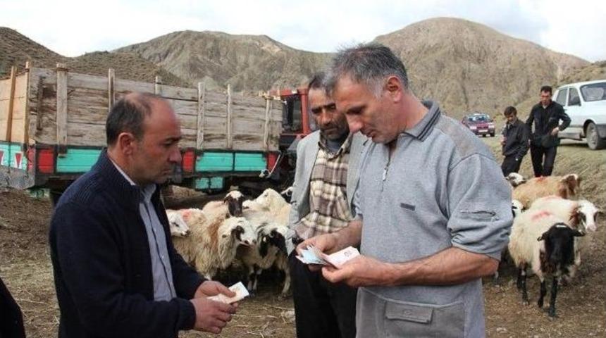 Kurbanlık Soran &Ccedil;ok, Alıcı Yok