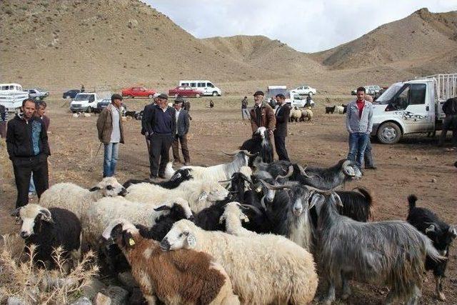 Kurbanlık Soran Çok, Alıcı Yok