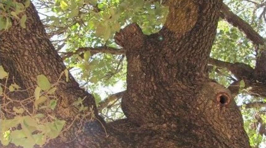 600 Yıllık Meşe Palamuduna Koruma Talebi