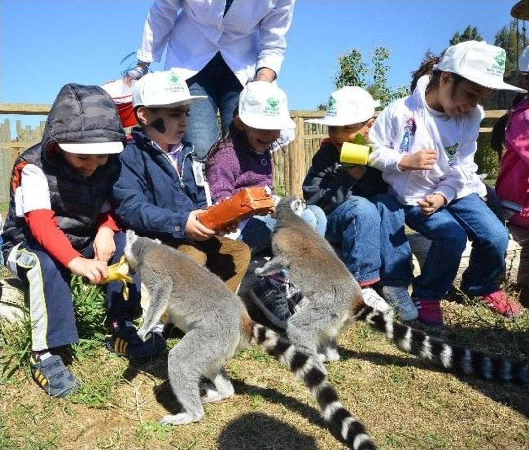 &Ccedil;ocuklar Lemurları Elleriyle Besledi