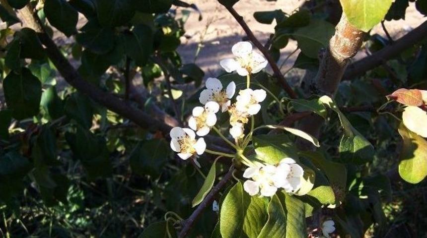 -etruşka Armudu 2. Kez &Ccedil;i&ccedil;ek A&ccedil;tı