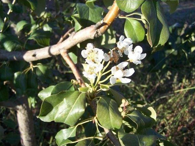 -etruşka Armudu 2. Kez &Ccedil;i&ccedil;ek A&ccedil;tı 1