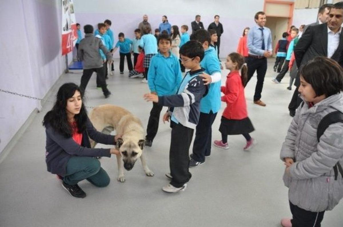 Herkes Kedi, Kuş O İse Kangal K&ouml;peği Getirdi