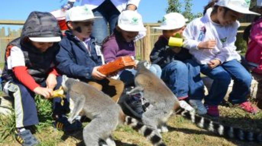 &Ccedil;ocuklar, Lemurları Elleriyle Besledi
