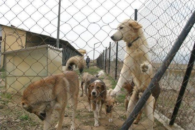 Başkan Alıcık, Hayvanları Unutmadı