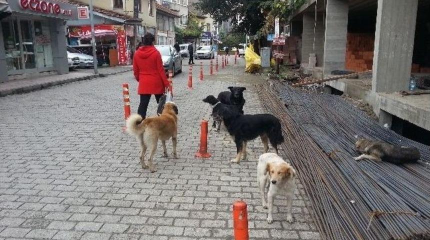 Başıboş K&ouml;pekler Tehlike Sa&ccedil;ıyor
