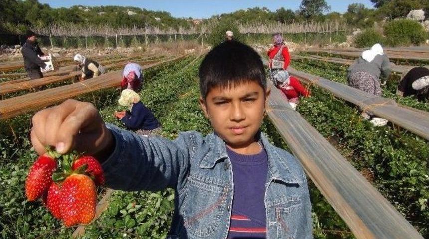 Silifke&rsquo;de Sonbaharda &Ccedil;ilek Hasadı