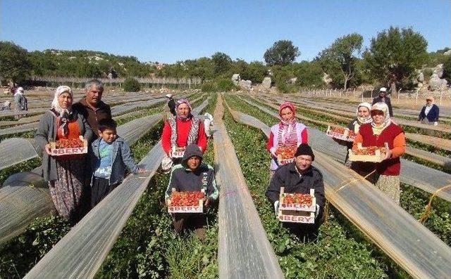 Silifke’de Sonbaharda Çilek Hasadı