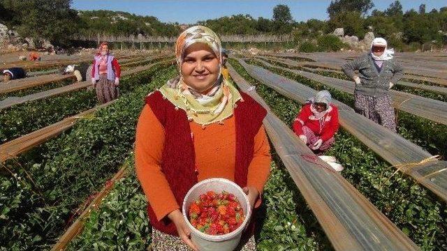 Silifke’de Sonbaharda Çilek Hasadı