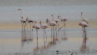 Düden Gölü'nde flamingo göçü başladı