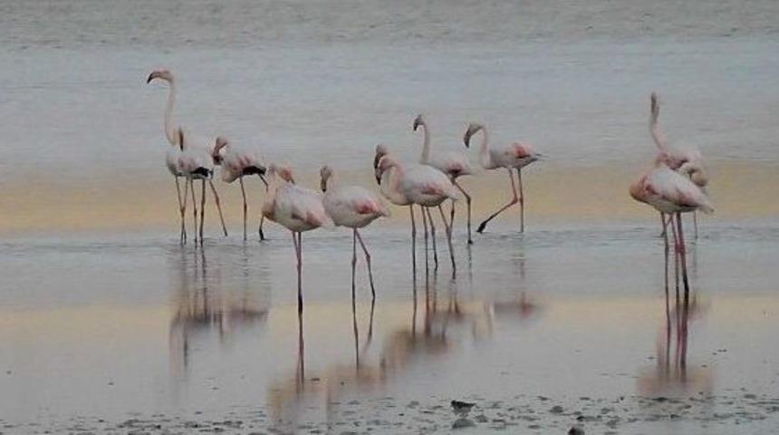 D&uuml;den G&ouml;l&uuml;'nde flamingo g&ouml;&ccedil;&uuml; başladı