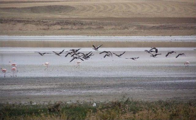 Düden Gölü'nde flamingo göçü başladı