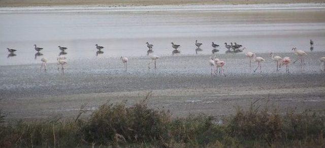 Düden Gölü'nde flamingo göçü başladı