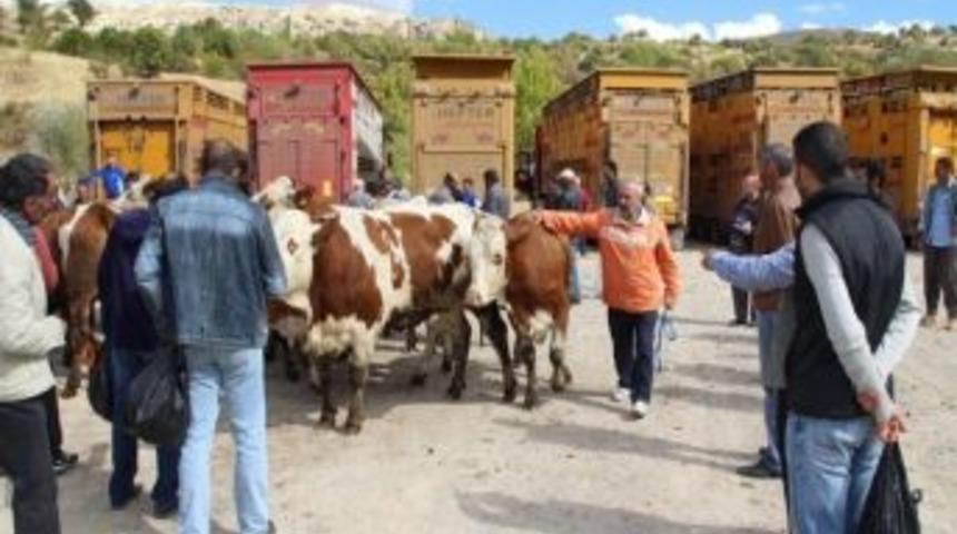 &Ccedil;emizgezek'te 212 Adet S&uuml;t İneği Dağıtıldı