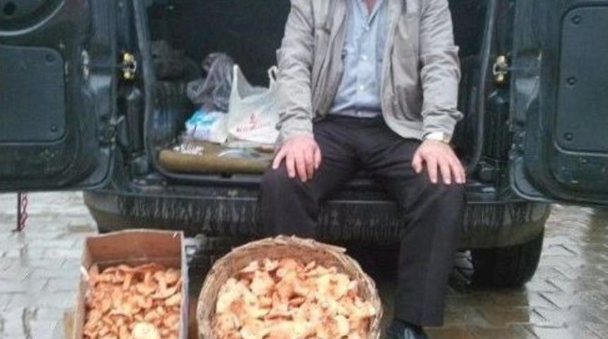 Küre’de Mantar Bereketi Devam Ediyor