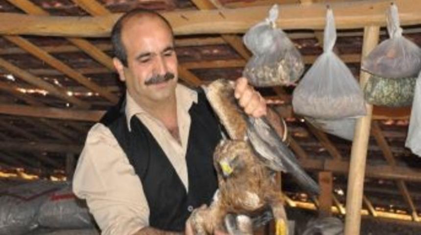 Tecde Mahallesi&rsquo;nde Bulunan Şahin, Doğaya Bırakıldı