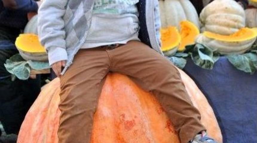 150 kiloluk kabak görenleri şaşırttı