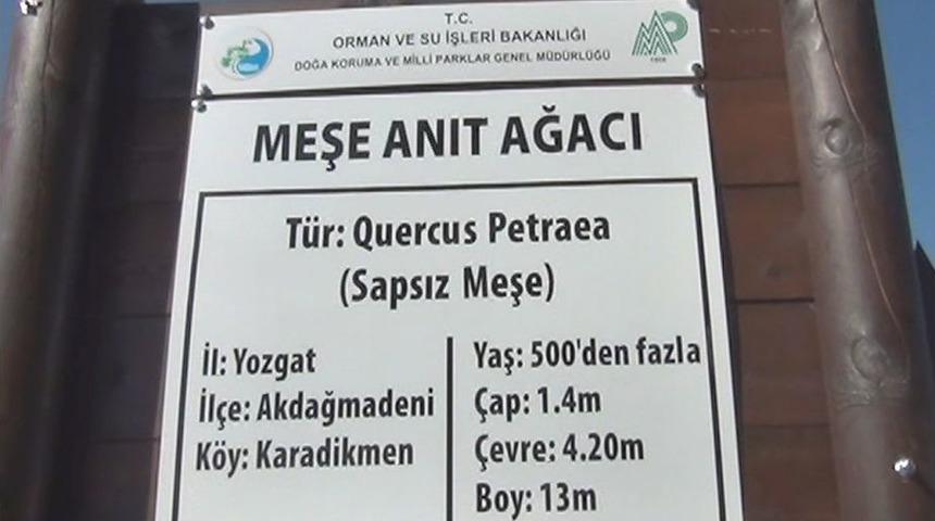 5 Asırlık Meşe Ağacı Yıllara Meydan Okuyor