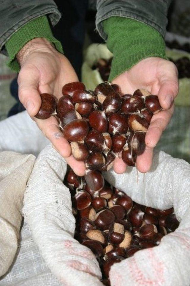 D&uuml;zce&rsquo;de Kestane Pazara İndi 1