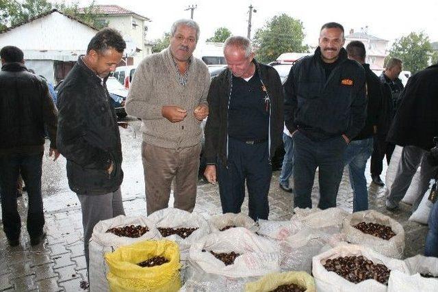 D&uuml;zce&rsquo;de Kestane Pazara İndi 2