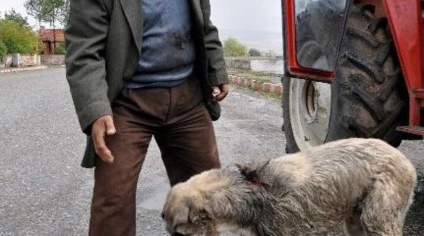K&ouml;peklerini Vurduğunu İleri S&uuml;rd&uuml;ğ&uuml; Komşusundan Şikayet&ccedil;i Oldu