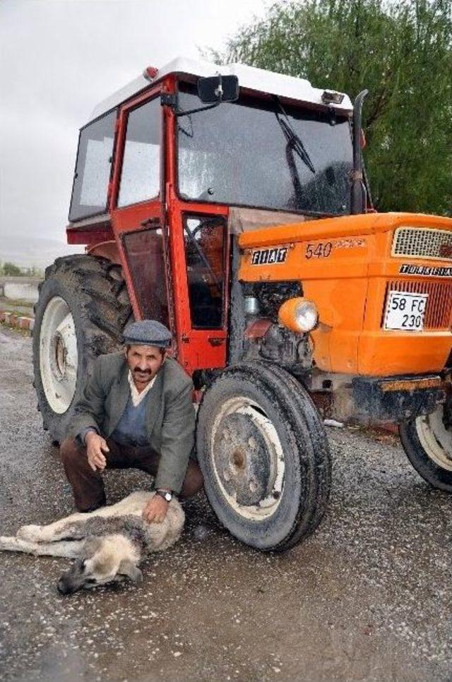 Köpeklerini Vurduğunu İleri Sürdüğü Komşusundan Şikayetçi Oldu