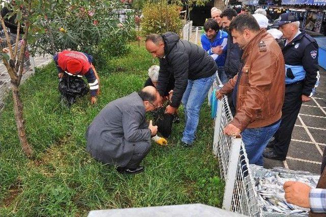 Başkan Gümrükçüoğlu Ziyaret Ettiği Balık Pazarında Çöp Topladı